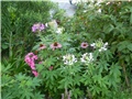 cleome